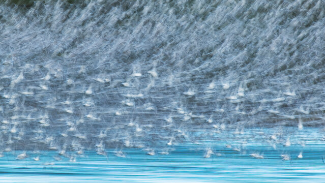 Dunlin flock in motion during migration at Snettisham