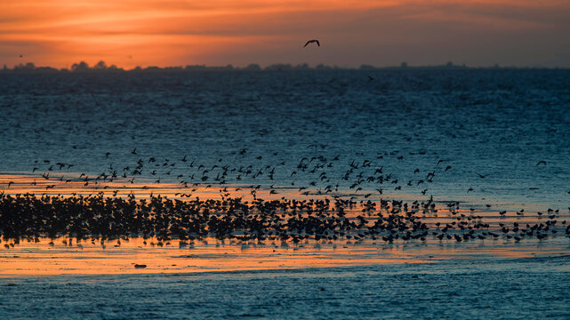Migratory Waders at Dusk on Snettisham Coast, England