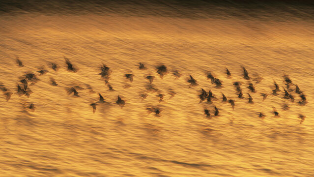 Dunlin migration at Snettisham coast at sunset