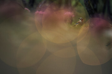 Ethereal Eurasian jay Bird Amidst Blurred Colors