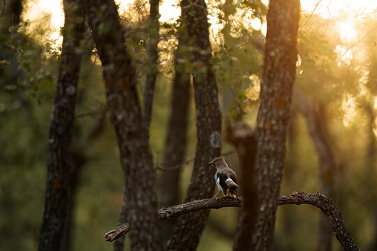 Sunlit Eurasian jay bird perched on a branch in forest setting
