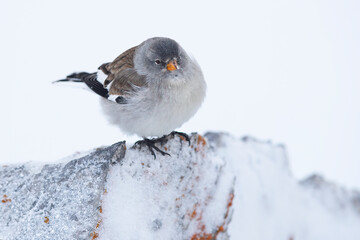 Alpine sparrow perched on a snowy rock in Swiss Alps