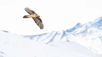 Majestic Bearded Vulture in flight over the Swiss Alps