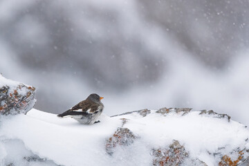 Alpine sparrow bird braves the snowy Swiss landscape