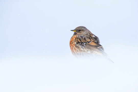 Alpine accentor Bird Braving the Swiss Winter Snow