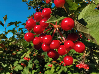 Fruits of red Viburnum opulus 