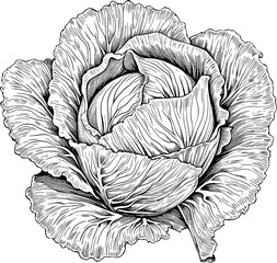 Vintage Vegetable Cabbage Sketch Icon in Hand-drawn Style