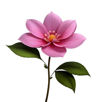 Pink flower with leaves on a transparent background PNG High-Quality file