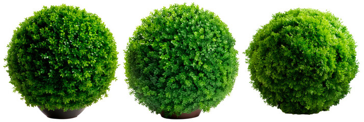 Set of thuja bush in the shape of a ball in a pot, isolated on transparent background
 - obrazy, fototapety, plakaty