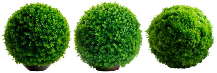 Deurstickers Set of thuja bush in the shape of a ball in a pot, isolated on transparent background  © juliiapanukoffa