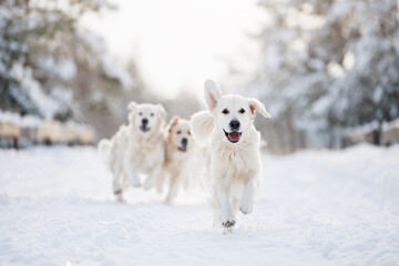 happy golden retriever dogs running in the winter forest