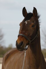 Portrait eines Pferdes 