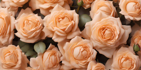 A close up of peach fuzz colored roses, top view. Floral background for holiday banners, posters, cards