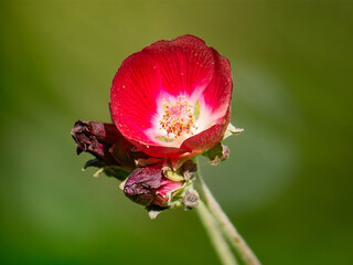Close-up of a vibrant red flower against green background