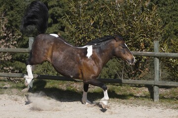 Pinto buckelt auf Reitplatz