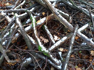 Old branches in a pile in the forest under the snow. The texture of old wooden blackened branches. The branches are covered with snow in winter.