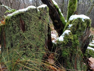 Fototapeta premium Several stumps form a group of old wood stumps overgrown with forest moss. Old rotten stumps in the middle of the forest in winter under the first snow.