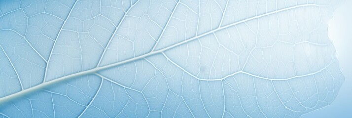 Botanical masterpiece delicate white skeletonized leaf on light blue background with bokeh