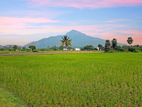 The mountain Arunachala at sunset in Tiruvannamalai India
