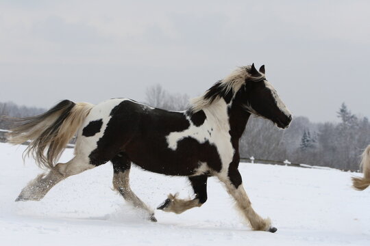 Tinker Clydesdale auf Winterweide