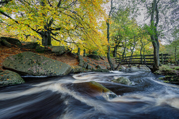 Autumn in the woodland at Padley Gorge , Peak District National Park.