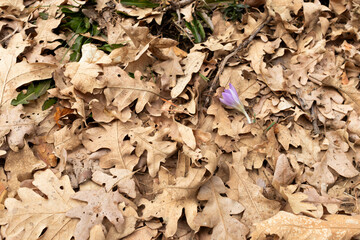 Saffron flower on oak leaves