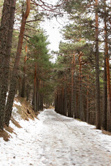 Snowy road surrounded by pine trees.