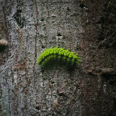 Fauna camino a machupicchu