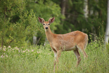 Young Male Mule Deer