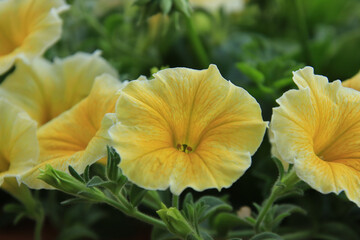 Yellow Petunias