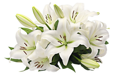 Bunch of White Lilies White Blossom Showcase Isolated on Transparent Background PNG.