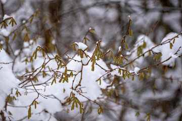hazel branch covered with snow