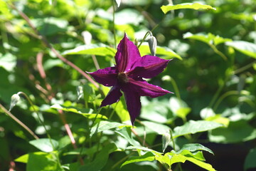 flower in the garden