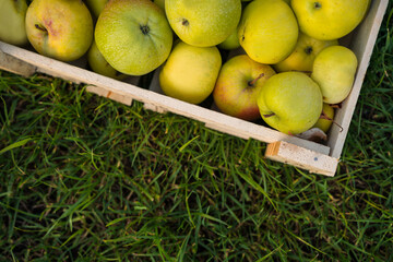 Harvest apples in a wooden box on the grass, real apples with worm holes and dents