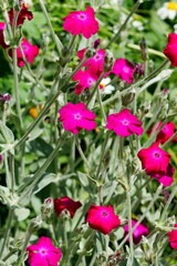 red flowers in garden