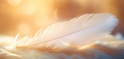 A close-up of a feather with a soft, dreamy bokeh background.