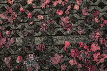 pink leaves on a path. top view of pink leaves on the ground. fallen fantasy leaves background. dead leaf fallen on a path in a park