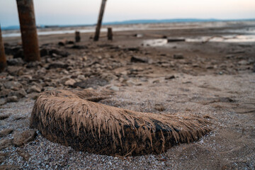 An abandoned tire with dried algae washed up on the shore, a gloomy landscape