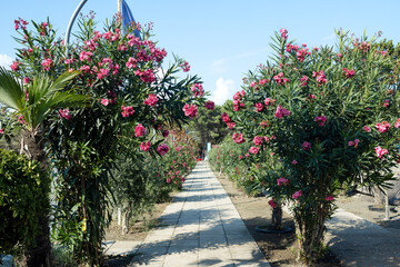 An alley of blooming pink oleanders along the tiled path from the beach. Montenegro