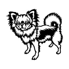 Obraz premium Funny Long Haired Chihuahua - Dog Breed, Funny dog Vector File, detailed vector