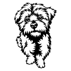 Funny Maltese - Dog Breed, Funny dog Vector File, detailed vector