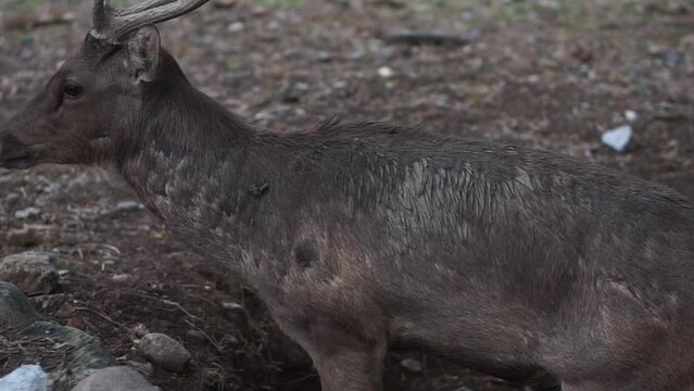 Sunlit red deer, cervus elaphus, deer with new growing antlers facing the camera in summer nature.