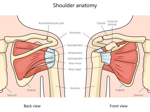 shoulder anatomy structure diagram hand drawn schematic vector illustration. Medical science educational illustration