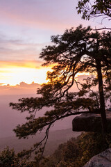 Pine tree on top of mountain at sunrise, Phu Kradueng National Park, Loei, Thailand