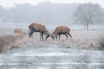 Obraz na płótnie Canvas red deer in winter