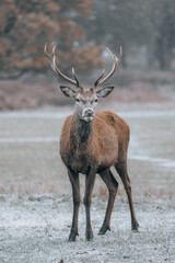 deer in the woods