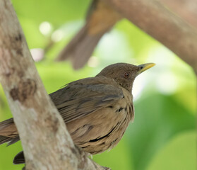 The Clay colored Thrush closeup in a tree in Costa Rica