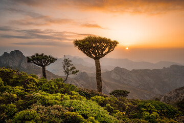 Sunrise with dragon blood tree in Socotra