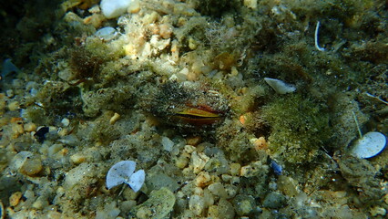 Bivalve mollusc bearded mussel or bearded horse mussel (Modiolus barbatus) undersea, Aegean Sea, Greece, Halkidiki  © Alexey