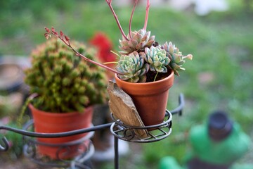 Beautiful small succulent on flowerpot in the garden of a house with out of focus background in...